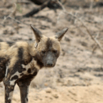 Screenshot 2025-12-01 104330