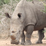 Screenshot 2025-12-01 104337